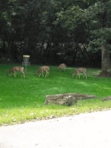 Deer in park